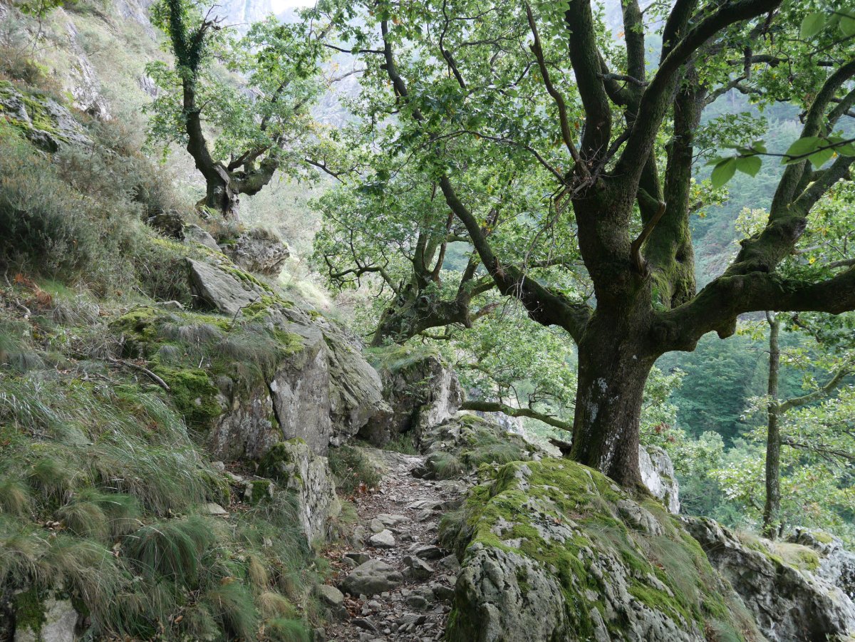 Arditurri aldeko zeharbidea