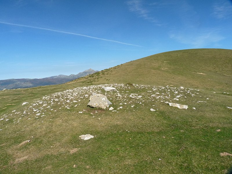 Largintia trikuharria