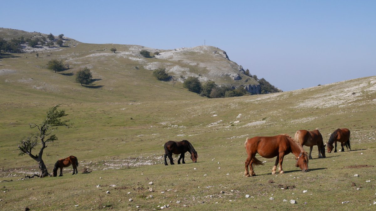Legaireko larreak, Hegoaldeko isurialdean