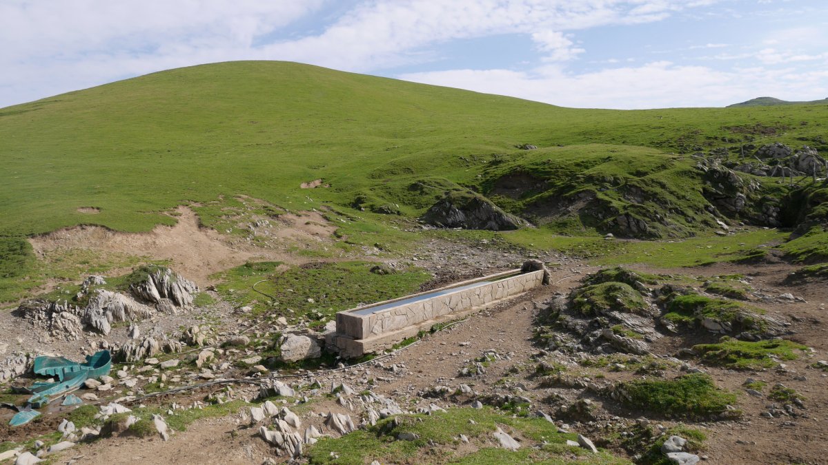 Aoki gaina, Mendebaldetik