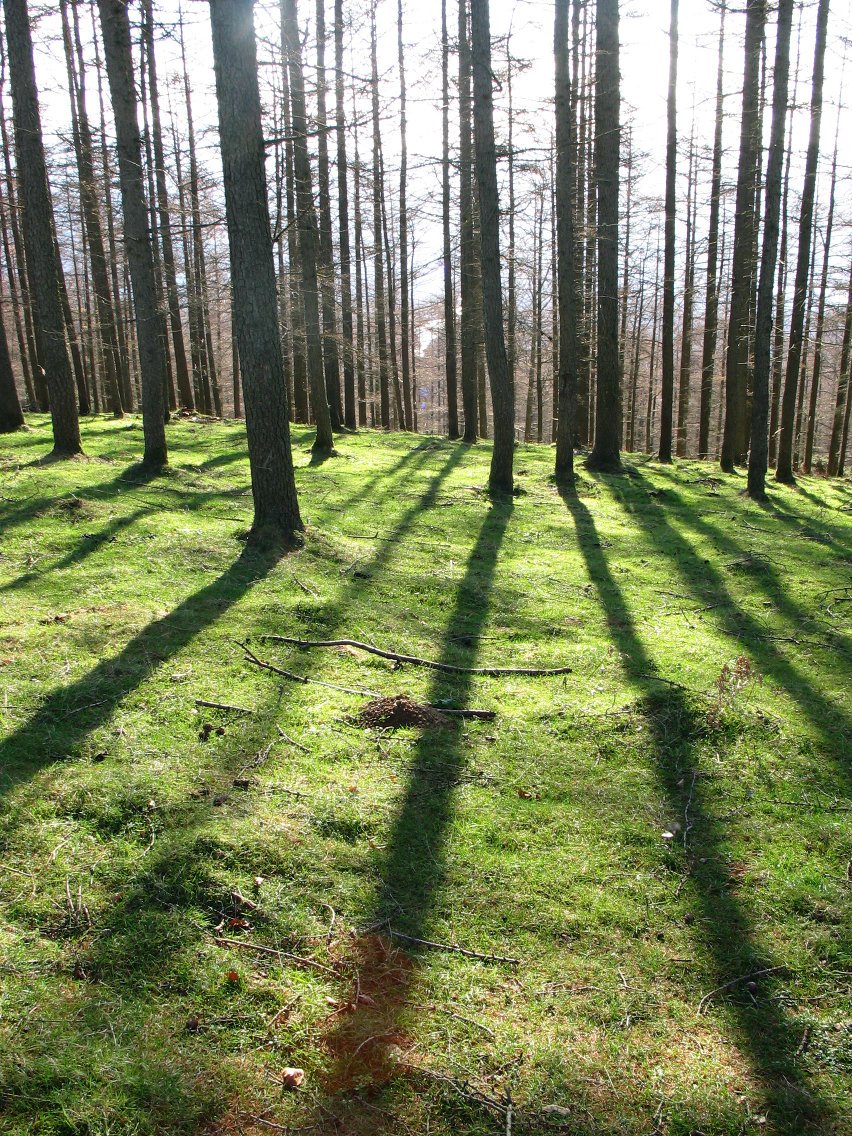 Tontorraren inguruak