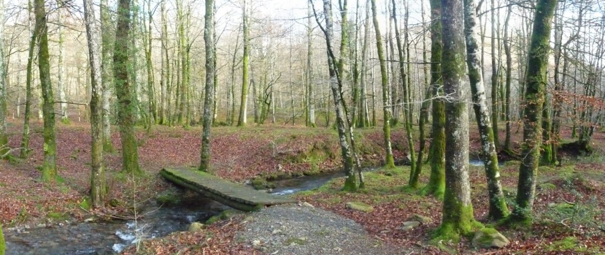 Zubitxoa Leitzalarrean