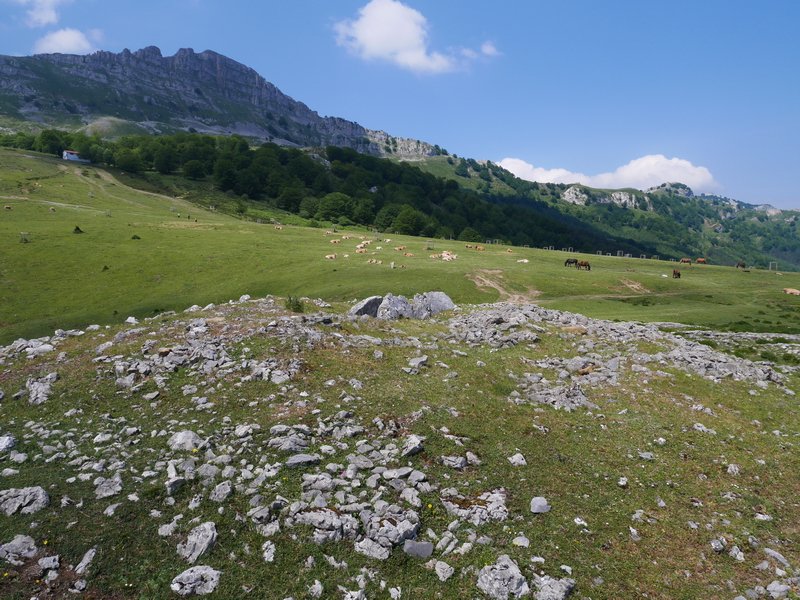 Errekatxuetako atxa trikuharria