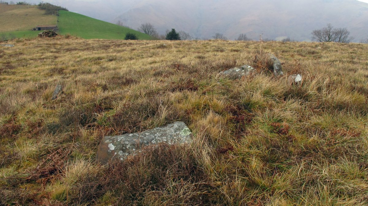 Dondenia 2 trikuharria, Arrosa