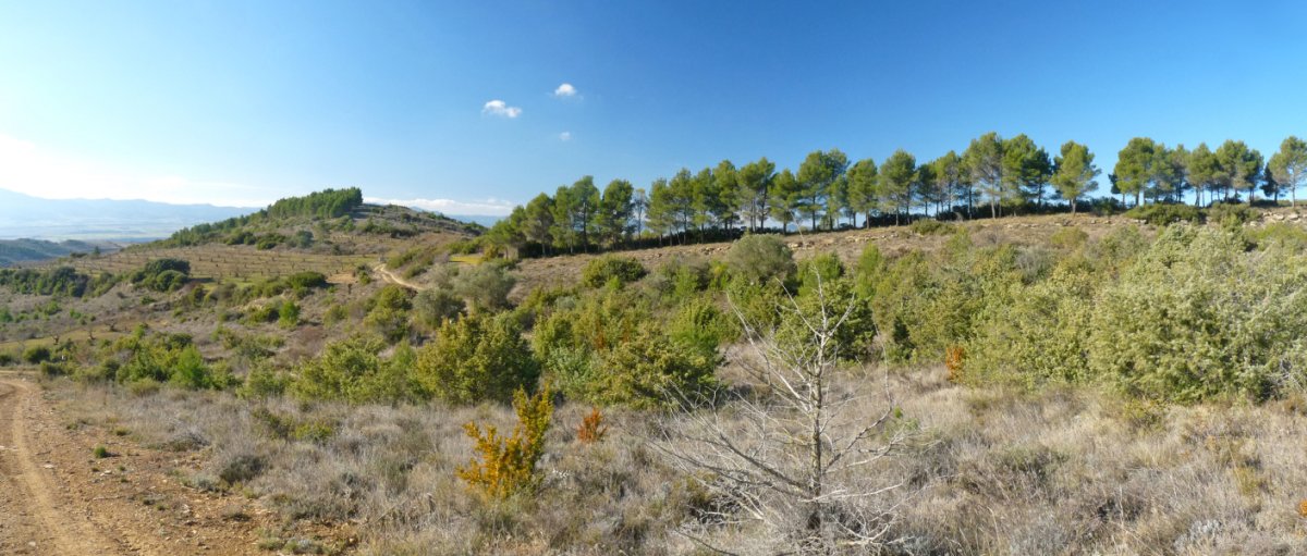 Zangozako bideko paisaiak