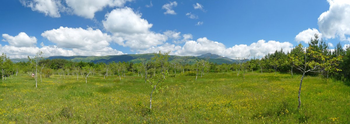 Fruta-arbolak Zamengudako gailurretik hurbil