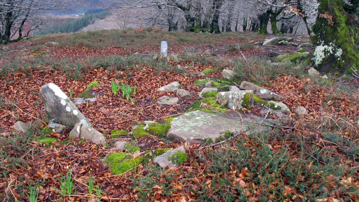 Latargi 12 trikuharria, Eratsun