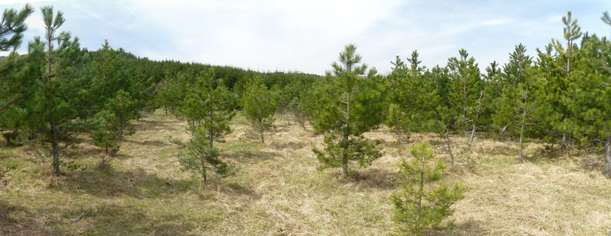 Txangaberroko gainaldea