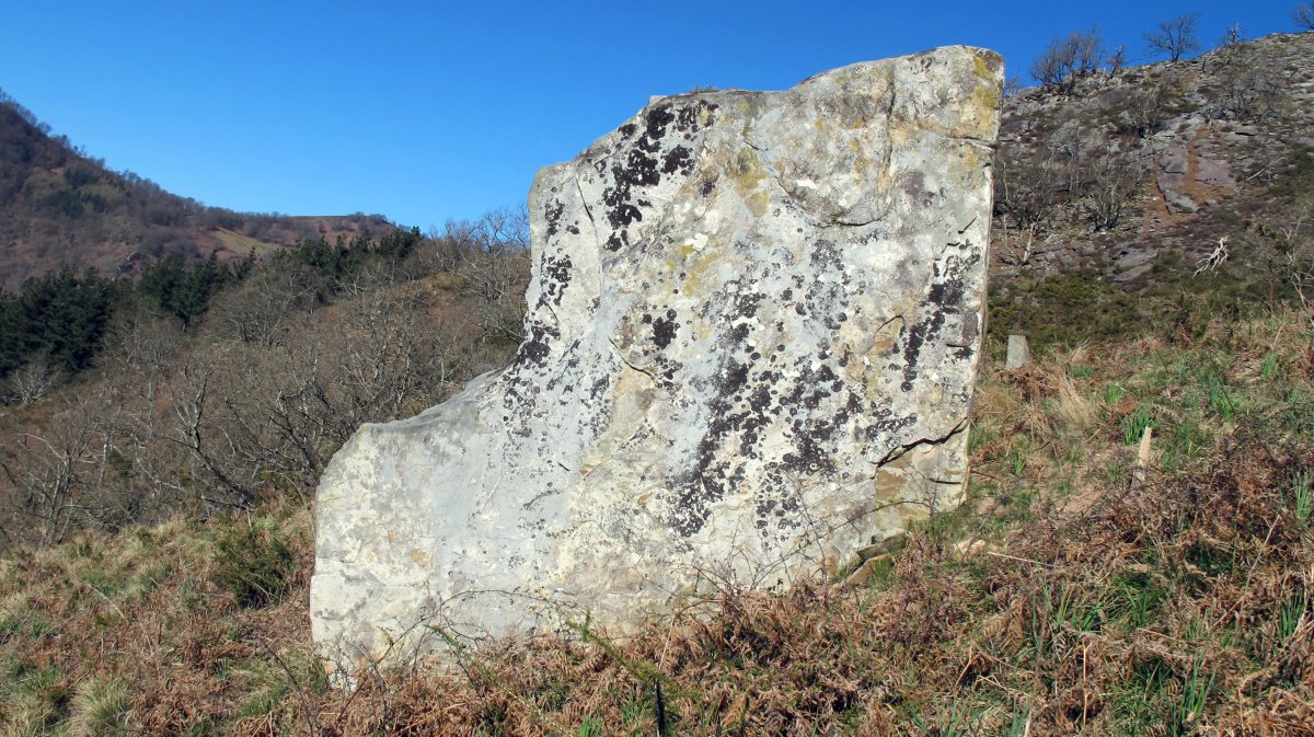 Learra zutarria, Zubieta