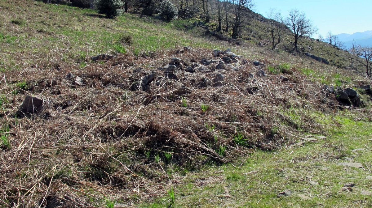 Pagazelaieta trikuharria, Zubieta