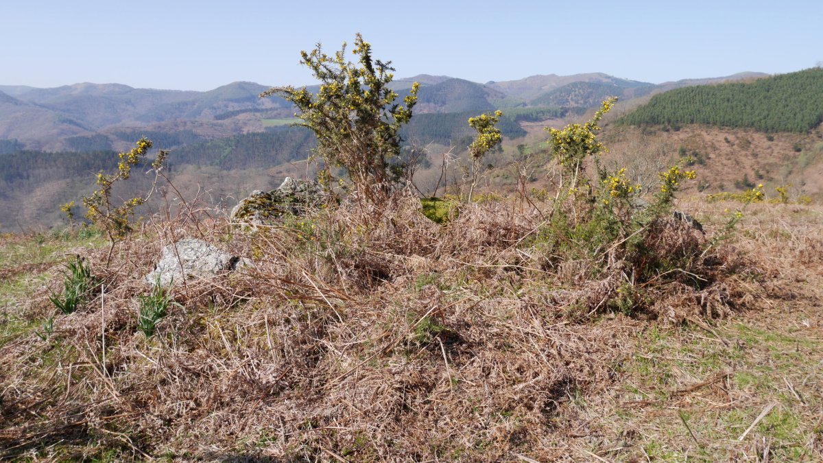 Amargungo zeharra trikuharria