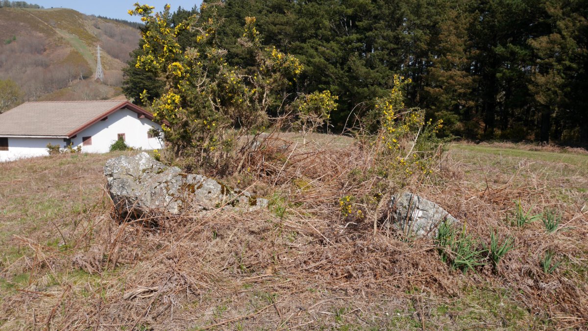 Amargungo zeharra trikuharria