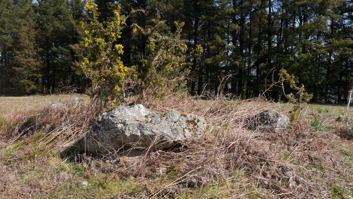 Amargungo zeharra trikuharria