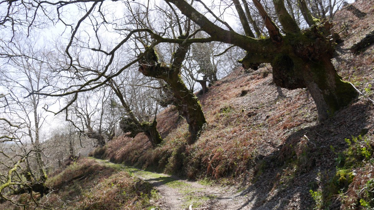 Harizti zaharra Mikelgorriko bidean