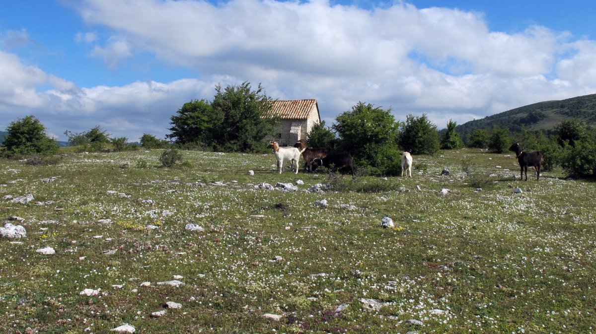 San Kristobal eraztun-tumulua, Lezaun