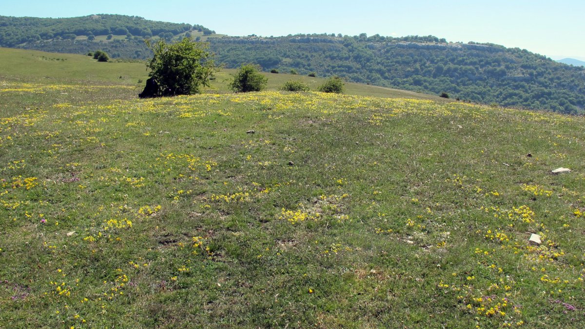 El Raso tumulua, Lezaun