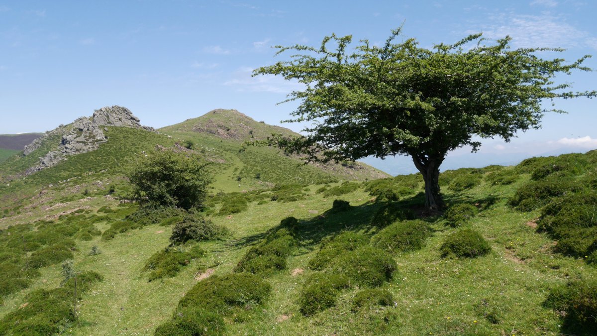 Olariaga (Olari) Gorospilgo lepotik