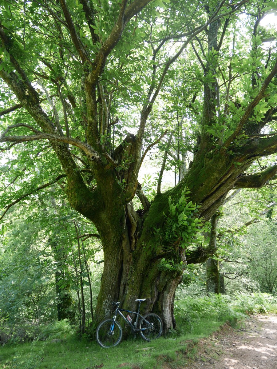 Gaztainondo zaharra Iñarbegiko bidean