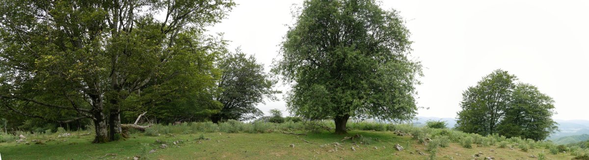 Sanmigelargain gaina, Hegoaldean