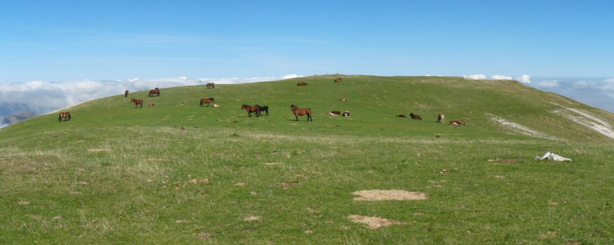 Azken metroetan, abereak bazkan