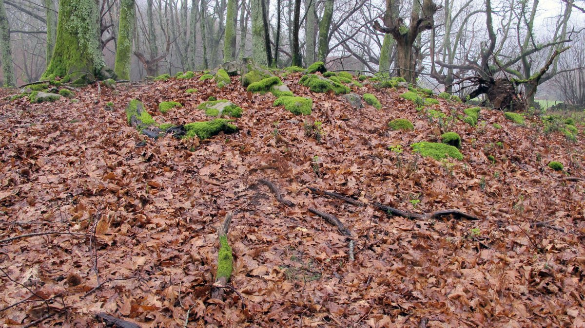 Larraina 3 trikuharria, Bera