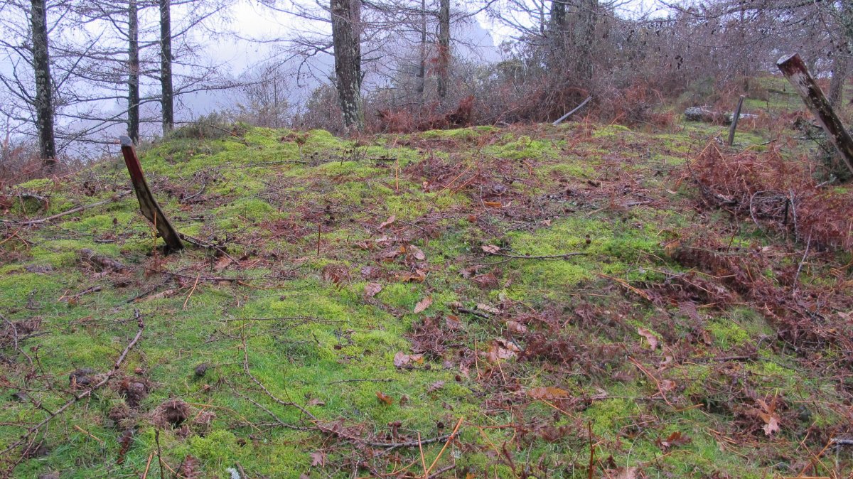 Txarrantxarri 1 ipar trikuharria, Bera