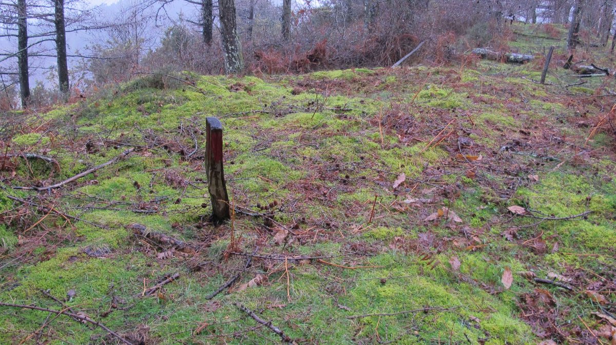 Txarrantxarri 1 ipar trikuharria, Bera