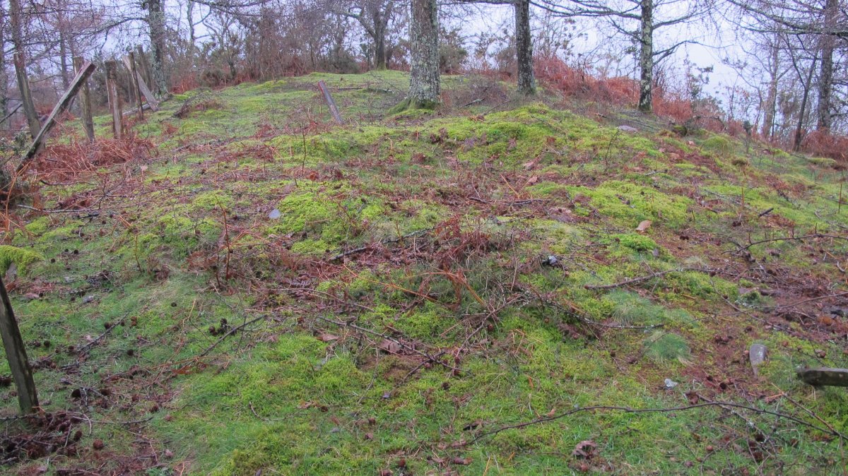 Txarrantxarri 1 ipar trikuharria, Bera