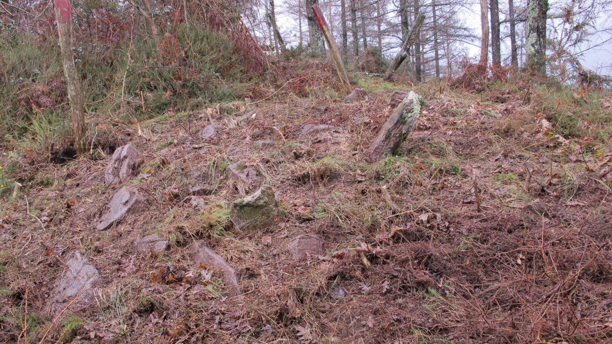 Txarrantxarri 2 hego trikuharria, Bera