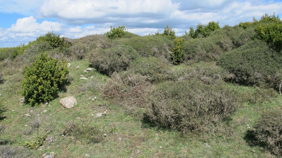 Majada Sarbil mendebalde tumulua, Etxauri