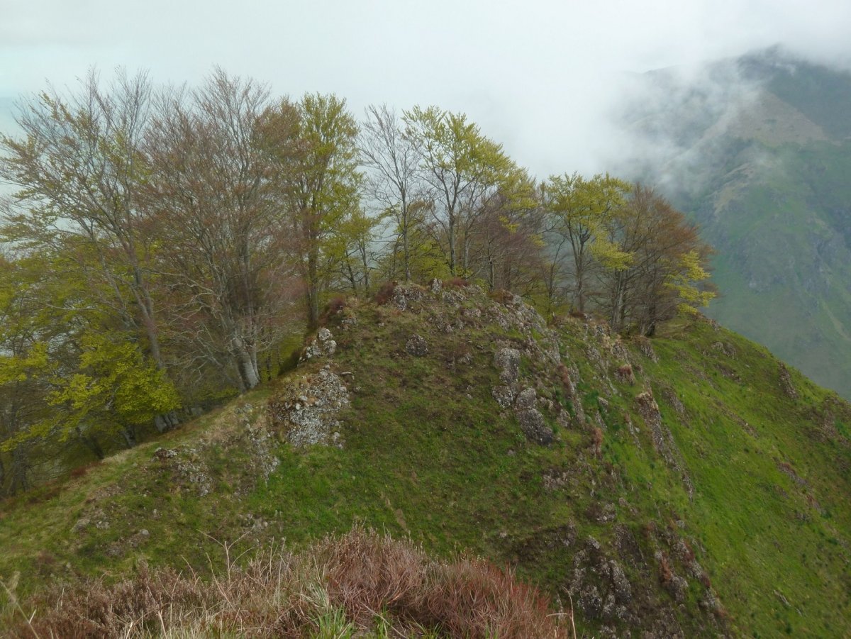 Iparraldeko gandorra