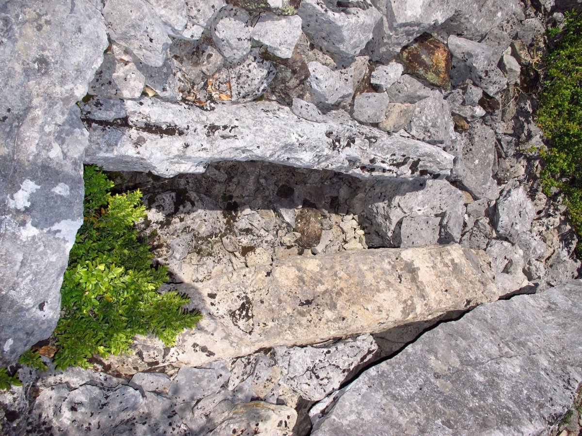 Boluntza 2 hego trikuharria, Berroia-Erromantzatua