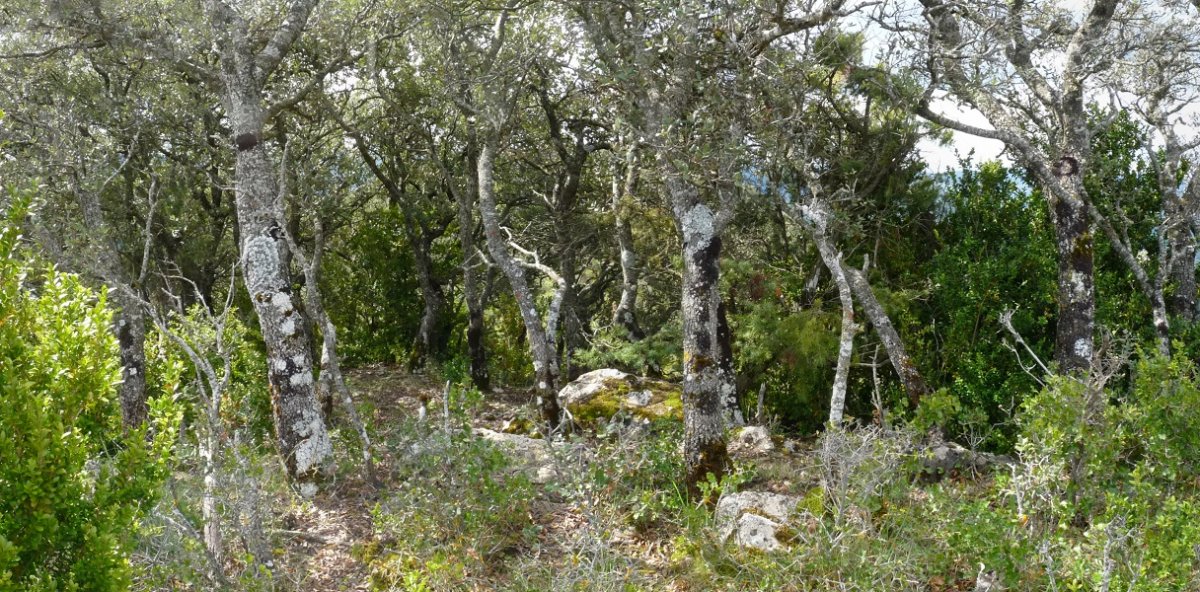 Txustako iparraldeko gailurra