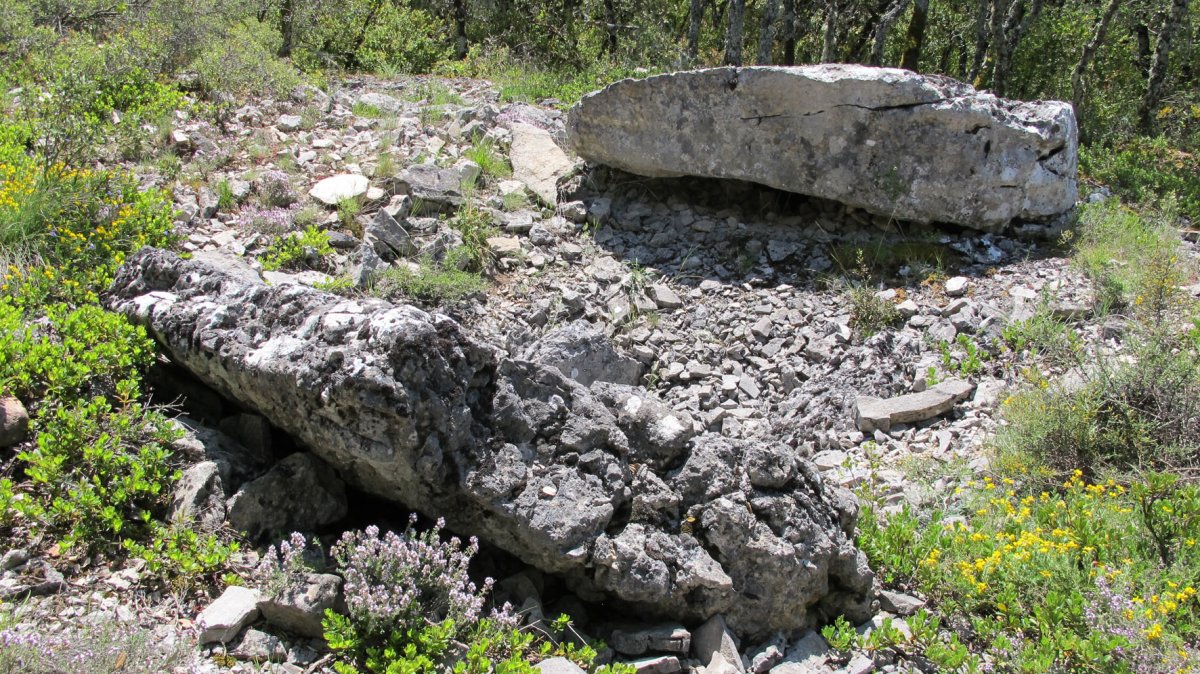 Puyomediano trikuharria, Domeño-Erromantzatua