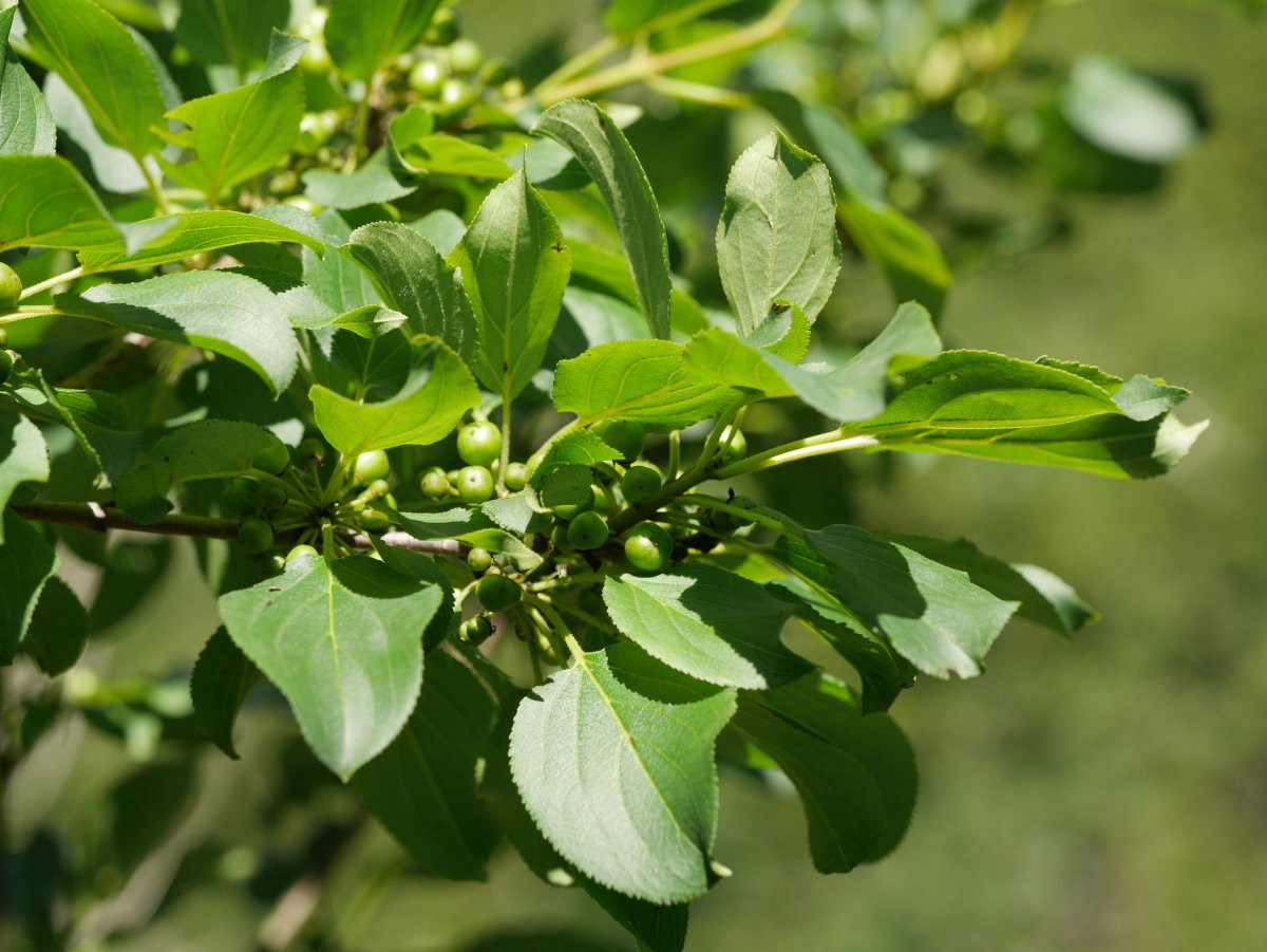 Rhamnus cathartica Aralarren, pagadiko bizkar harritsu batean, uztailean.