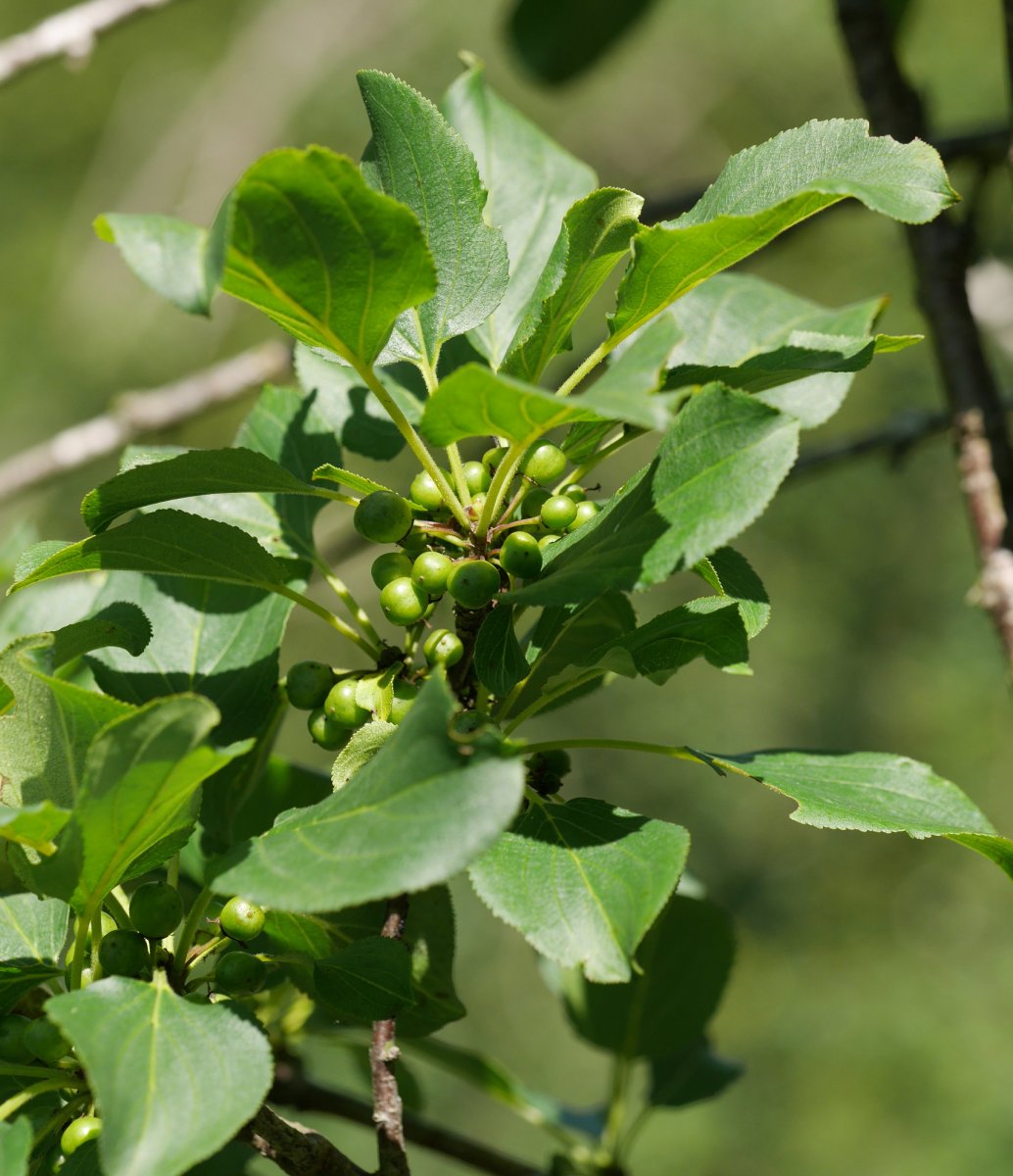Rhamnus cathartica Aralarren