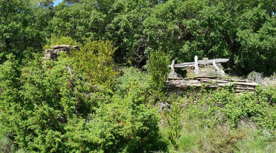 Santa Kruz ermitaren hondakinak, landaretzak irentsita