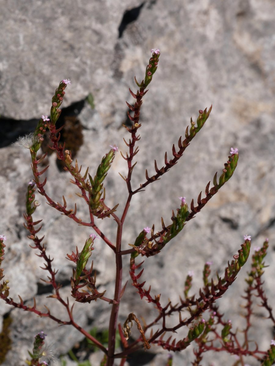 Centranthus calcitrapae, loreak.