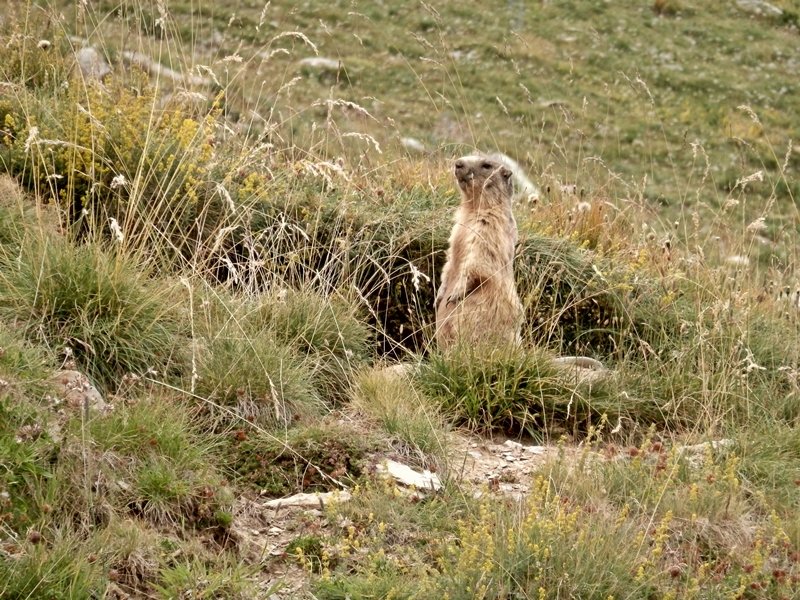 Marmota Bidean