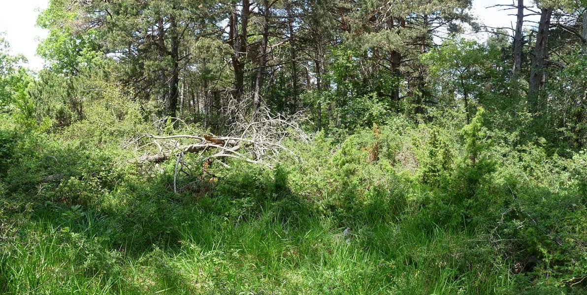 Lekaungo gailur itxia