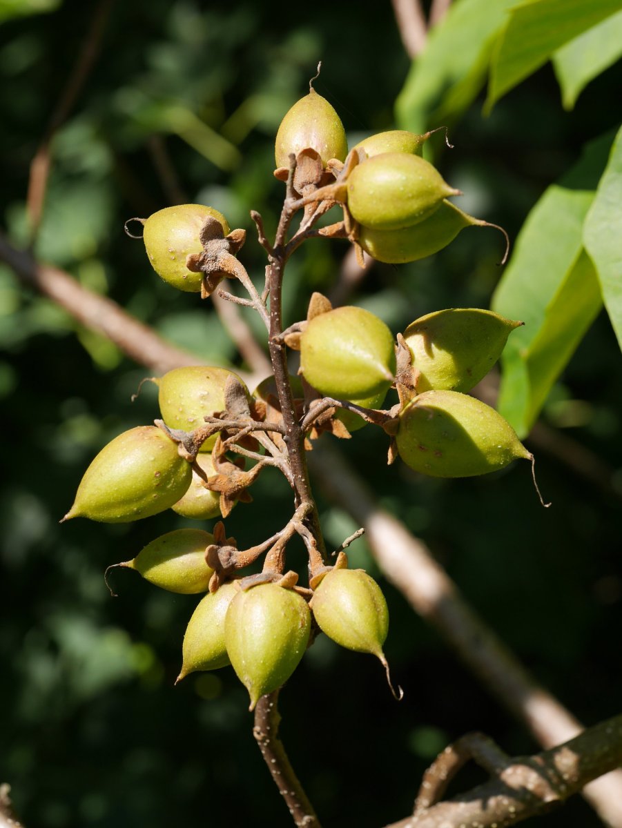 Paulownia tomentosa, Bidasoan, abuztuan