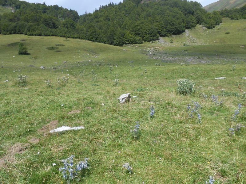 Characou 5  trikuharria