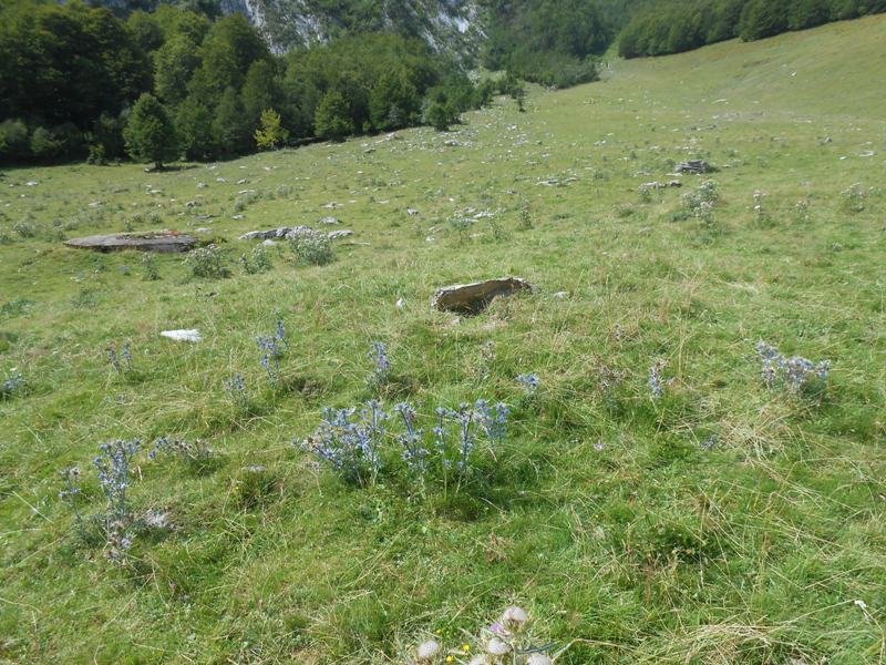 Characou 5  trikuharria