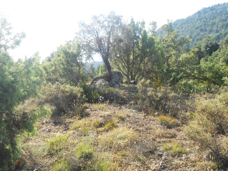 As Tallatas trikuharria