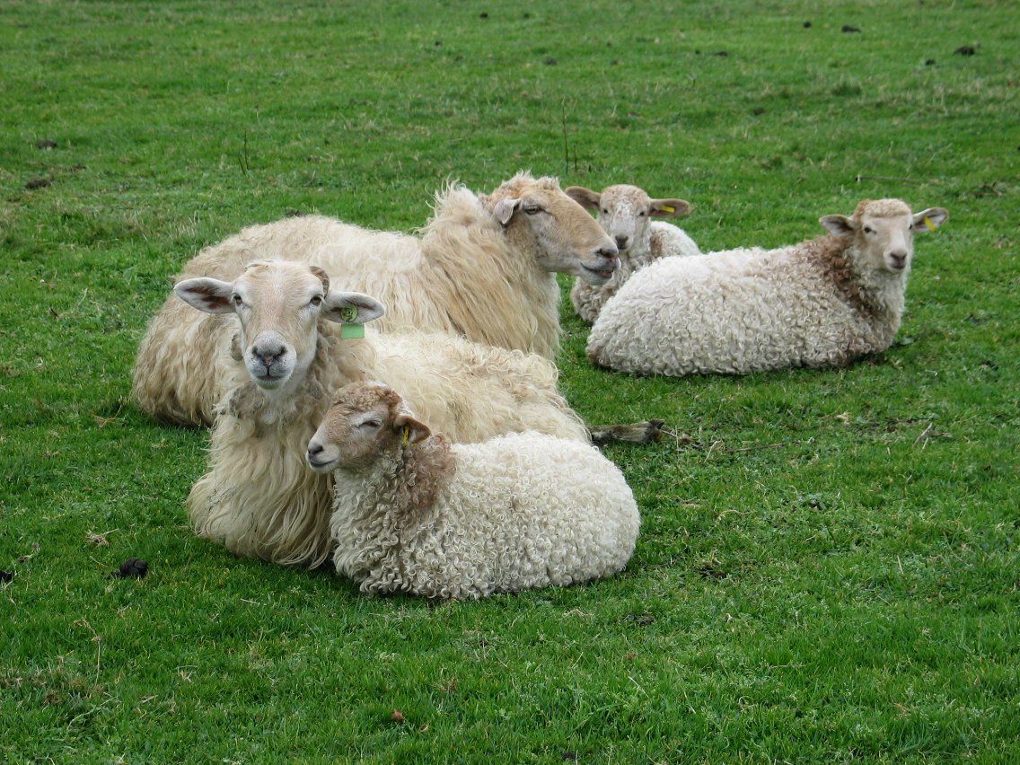 Ardiak eta bildotsak. Sañu.