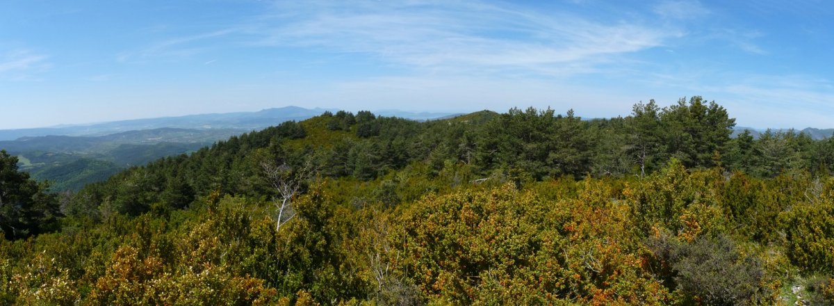 Carrascalgo gainaldea