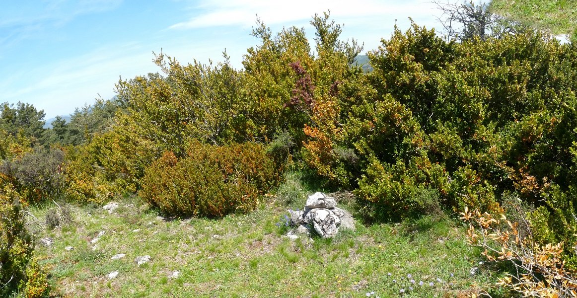 Carrascalgo gailurra