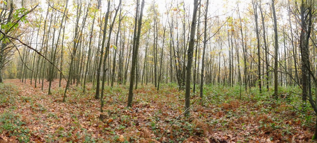 Kataberroko gailurra