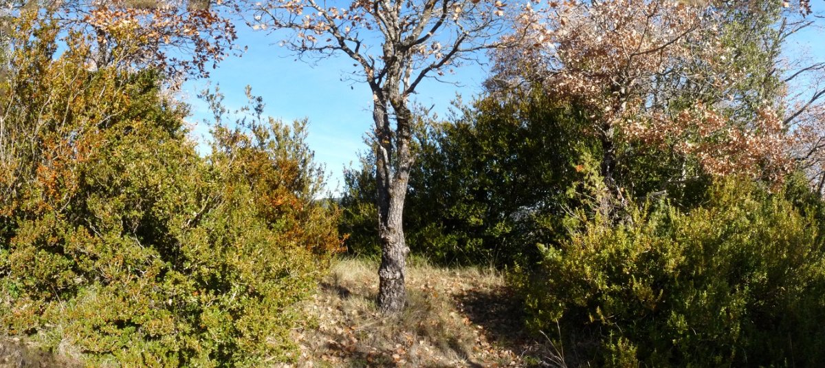 Remonasako gailurra, tako geodesiko baten jabe