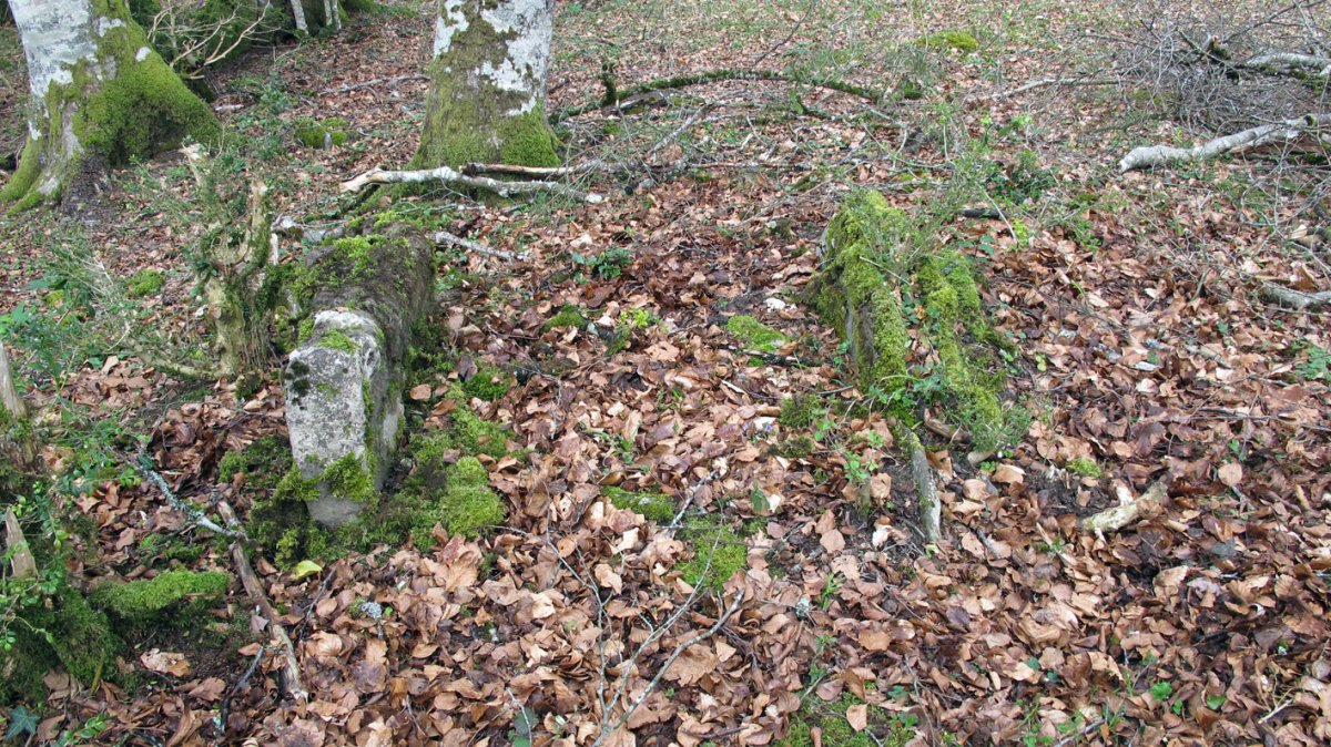 Anbulolatz trikuharria, Orbaizeta